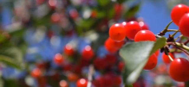 世界十大最贵水果(世界上最贵的水果前十名) 6 世界十大最贵水果(世界上最贵的水果前十名) 6